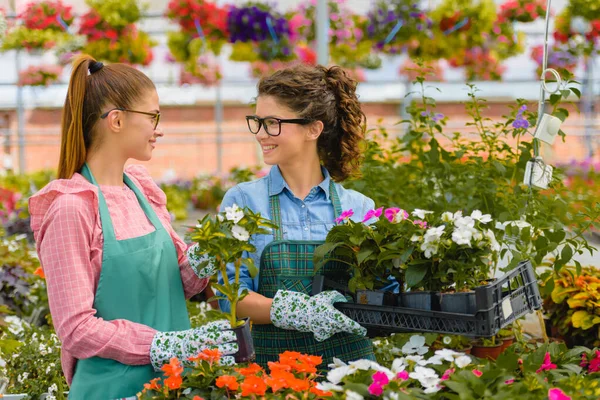 Gyönyörű Nők Virágárusok Dolgozik Üvegház — Stock Fotó