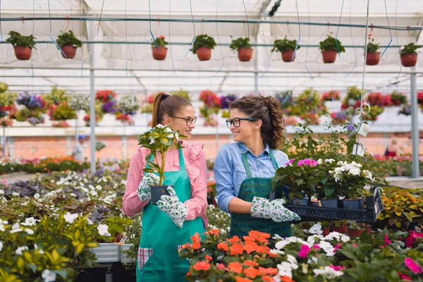 stock image beautiful women florists working at greenhouse