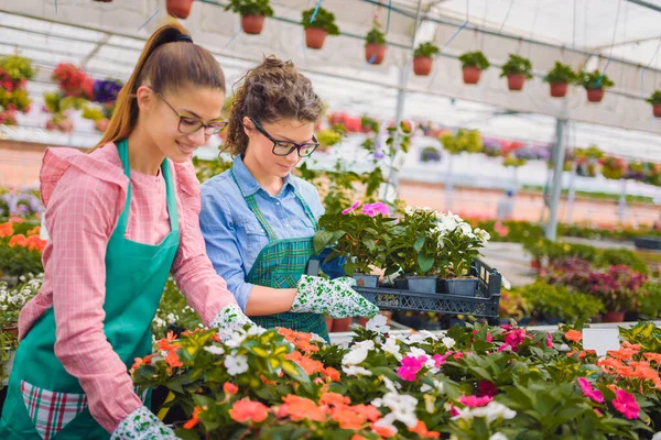 stock image beautiful women florists working at greenhouse