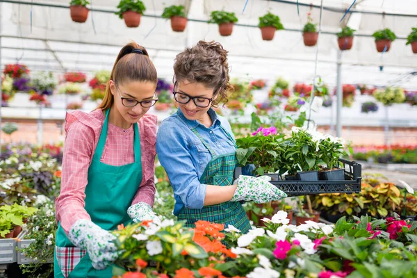 Mulheres Bonitas Floristas Trabalhando Estufa — Fotografia de Stock