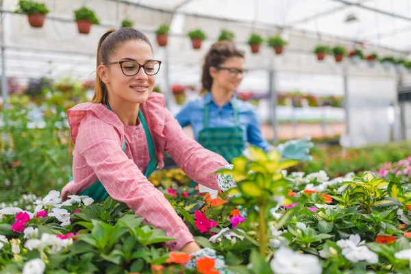 stock image beautiful women florists working at greenhouse