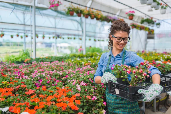 Serada Çalışan Genç Bir Kadın Bahçıvan — Stok fotoğraf