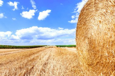 Samanlık yaz çayır üzerinde