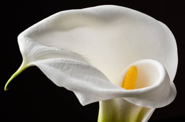 Siyah arkaplanda beyaz zambak