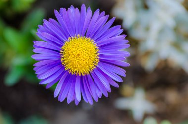 Arka planda Mavi Çiçek Makrosu