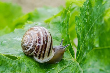 Yeşil yapraklı salyangoz. Yakın plan.