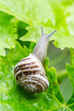 Yeşil yapraklı salyangoz. Yakın plan.