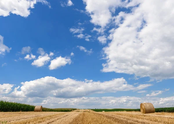 Cropped Wheat Field Sky — Stock Photo, Image