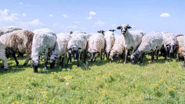 sheep in the field  on natural background