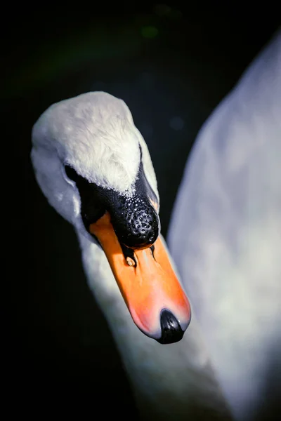 湖上美丽的白天鹅 — 图库照片
