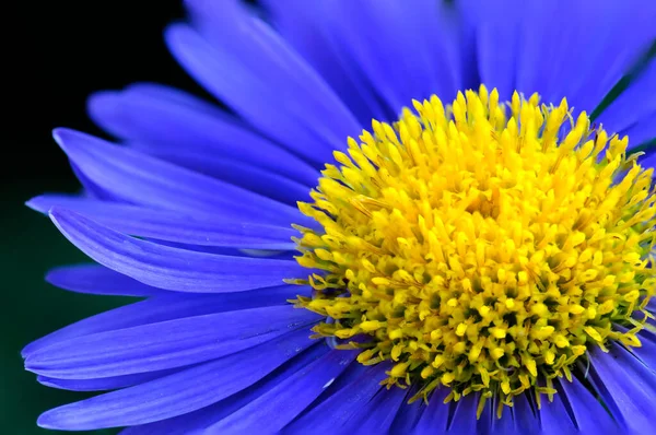 Macro Flor Azul Fondo —  Fotos de Stock