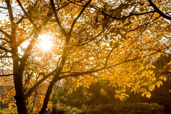 Folhas Outono Com Folhagem Amarela — Fotografia de Stock
