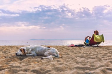 Kumsalda yatan köpek.