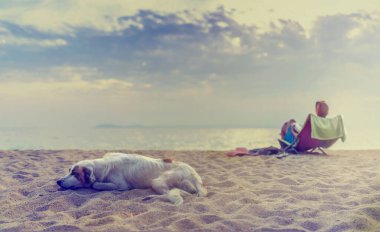 Kumsalda yatan köpek.