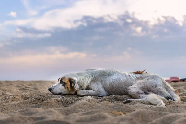 Hund Liggande Stranden — Stockfoto