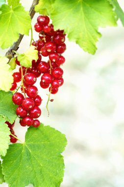 Mükemmel kırmızı üzümler, yakın çekim.