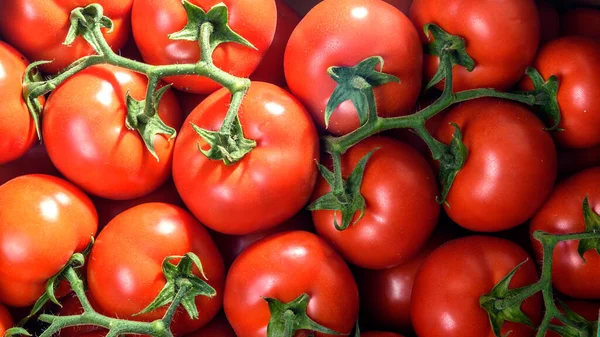 Tomates Rojos Frescos Cerca — Foto de Stock