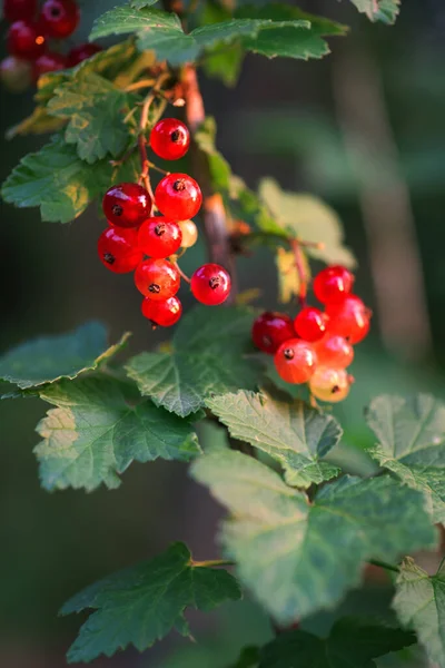 Red Currant Berries Branch Garden — Stock Photo, Image