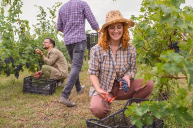 Yeşil üzüm bağları arasında üzüm toplayan gülümseyen kadın.