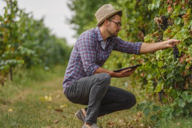 Dışarıda tablet tutarken üzüm bağlarını denetleyen şapkalı bir adam.