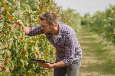 Üzümleri inceleyen bir adam üzüm bağında tablet tutuyor.