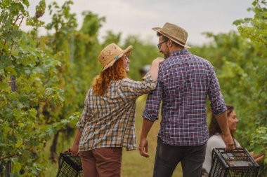 Gülen çift hasat mevsiminde ellerinde sepetlerle üzüm bağlarında yürüyorlar.