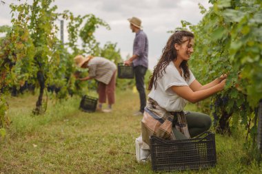 Yeşil üzüm bağları arasında üç kişi üzüm topluyor.