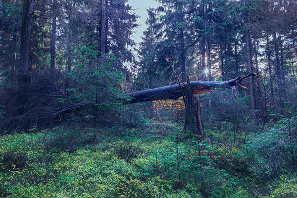 Nebliger Immergrüner Wald Morgen — Stockfoto