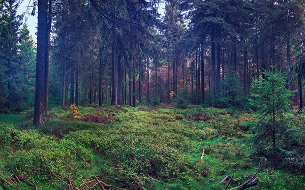 Foggy Evergreen Forest Morning — Stock Photo, Image