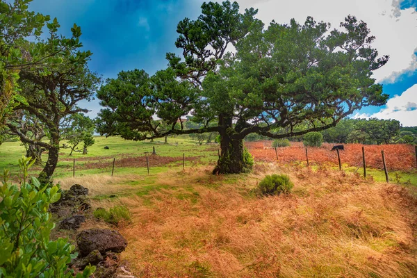 Laurel Tree Fanal Plateau Madeira Island Portugal — Stock Photo, Image