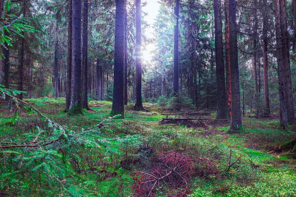 Nebliger Immergrüner Wald Morgen — Stockfoto