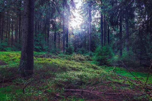 Туманный Вечнозеленый Лес Утрам — стоковое фото