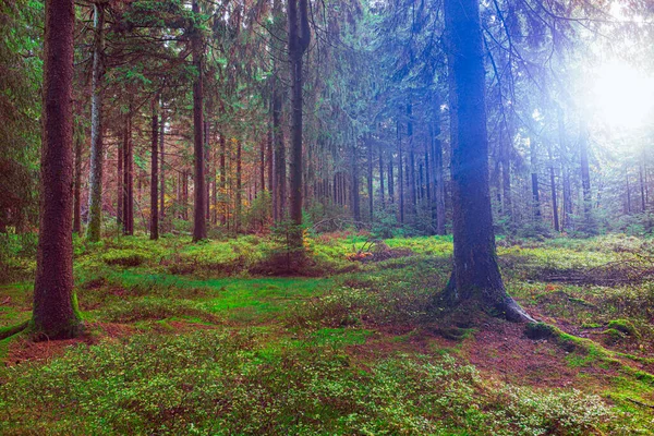 Floresta Nebulosa Sempre Verde Pela Manhã — Fotografia de Stock