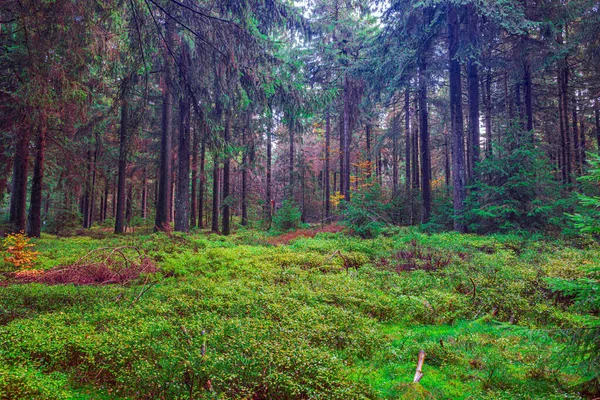 Туманний Вічнозелений Ліс Вранці — стокове фото