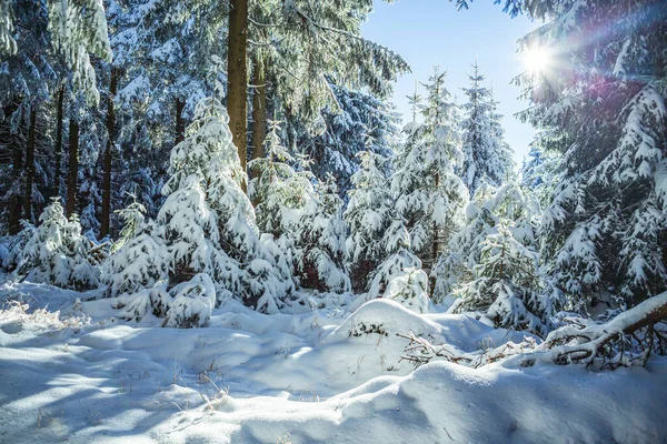 Bosque Invernal Temprano Mañana —  Fotos de Stock