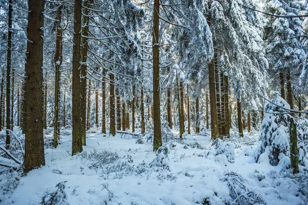Una Foresta Invernale Mattina Presto — Foto Stock