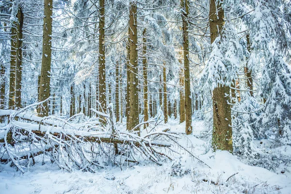 Uma Floresta Invernal Início Manhã — Fotografia de Stock