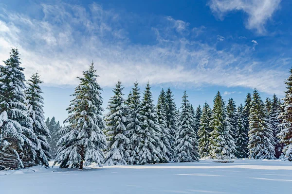 Floresta Inverno Sob Nova Neve Turíngia Alemanha — Fotografia de Stock