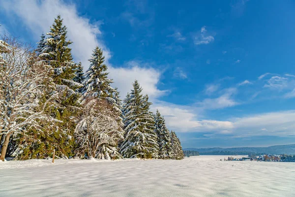 Зимовий Ліс Під Новим Снігом Тюрінгії Німеччина — стокове фото