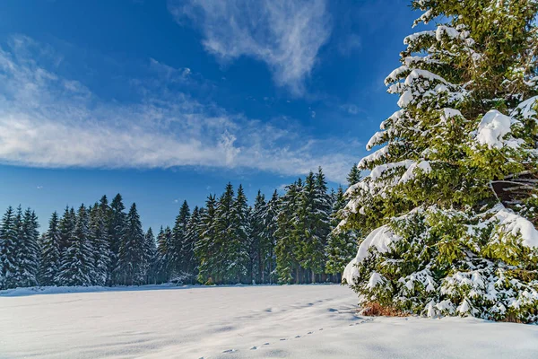 Χειμερινό Δάσος Κάτω Από Νέο Χιόνι Στη Θουριγγία Γερμανία — Φωτογραφία Αρχείου