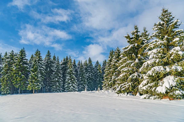 Winterwald Unter Neuschnee Thüringen — Stockfoto