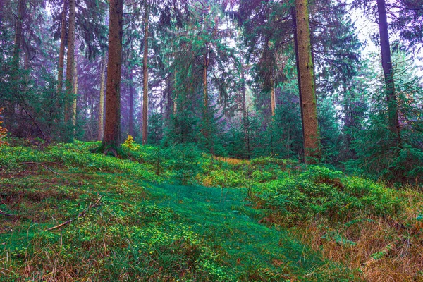 Nebliger Immergrüner Wald Morgen — Stockfoto