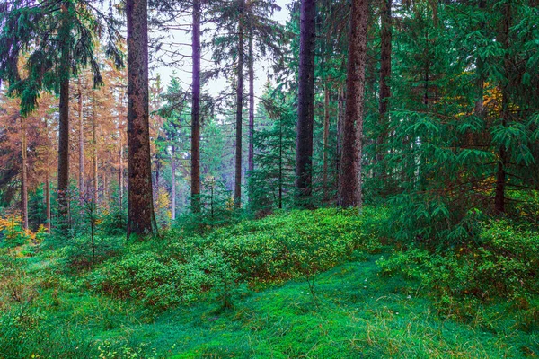 Foggy Evergreen Forest Morning — Stock Photo, Image