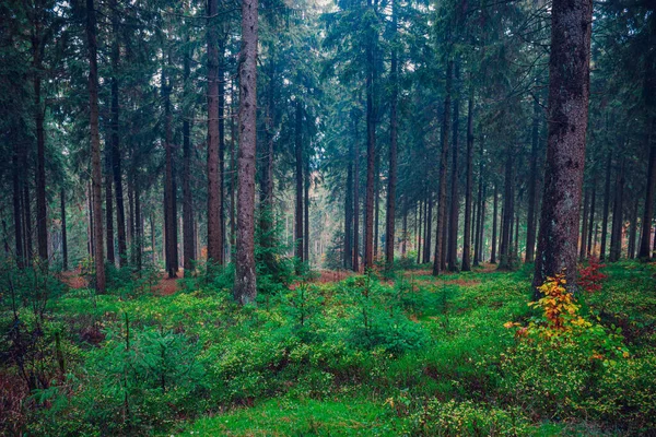 Туманный Вечнозеленый Лес Утрам — стоковое фото