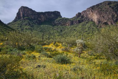 Picacho Tepesi Eyalet Parkı 'nda kır çiçeklerinin süper çiçeği Arizona _ 0392