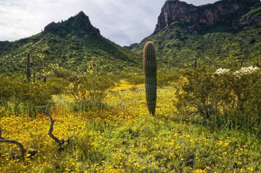 Picacho Tepesi Eyalet Parkı 'nda kır çiçeklerinin süper çiçeği Arizona _ 0404