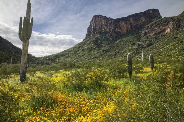 Super Bloom Wildflowers Picacho Peak State Park Arizona_0307 — Stock Photo, Image