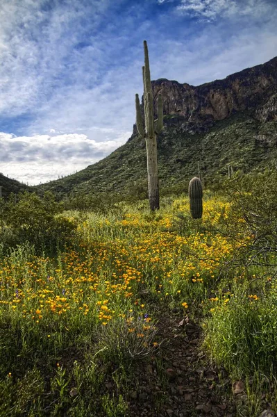 Super Bloom Wildflowers Picacho Peak State Park Arizona_0308 — Stock Photo, Image