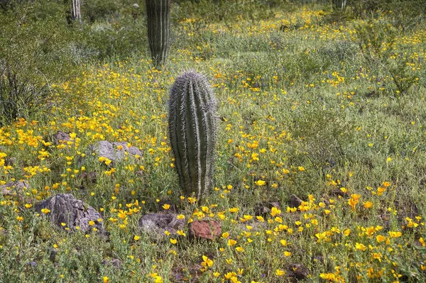 Super Bloom Flores Silvestres Picacho Peak State Park Arizona 0319 —  Fotos de Stock