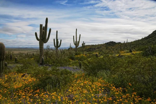 Super Blüte Von Wildblumen Picacho Peak State Park Arizona 0409 — Stockfoto